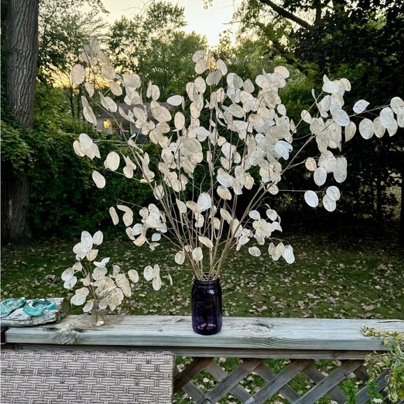 🪷64 Money ‘Silver Dollar’ Luck Lunaria Plant Seeds, Non-GMO Heirloom🪷 - Picture 8 of 14